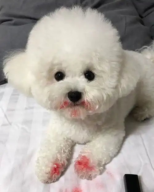  主人带小比熊去拍写真,狗砸腿一抬眼一眯麻烦快点儿