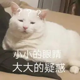  猫咪表情包合集大声点,我近视