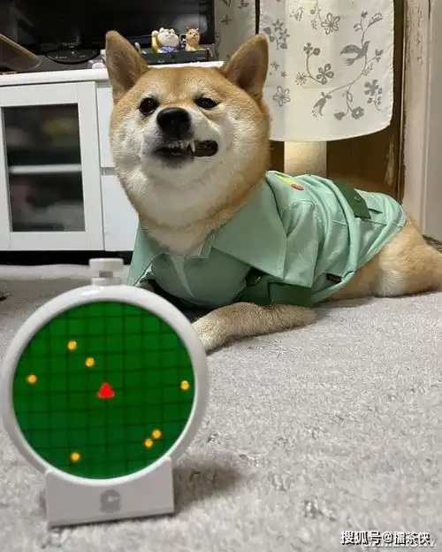  又一个柴犬表情包戏精汪星人堪比狗界影后