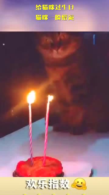  给猫咪过生日,猫咪一脸懵逼