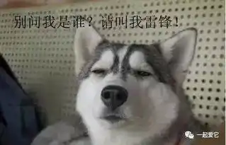  宠趣二货哈士奇,没有最二,只有更二