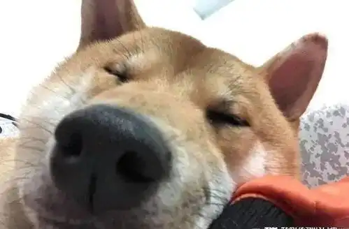  出门抬头一看,发现家里柴犬阴森贼笑目送,网友要干大事了