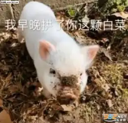  我早晚拱了你这颗白菜图片猪过去拱他什么意思下载乐游网游戏下载