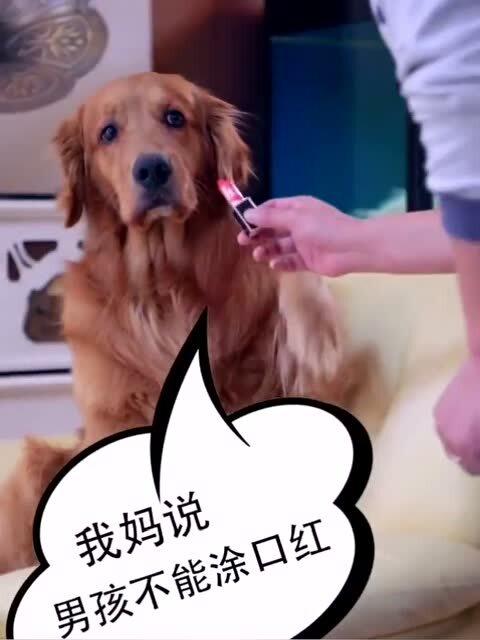  毛孩子一脸无辜的表情,生无可恋了,糟老头子你就忍心视而不见吗
