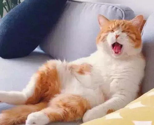  主人加班到早上才回家,沙发上的橘猫表情绝了你还知道回来