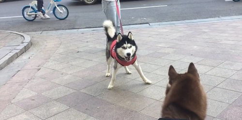  哈士奇怒怼阿拉斯加,主子放开绳子后,二哈表情奇葩了