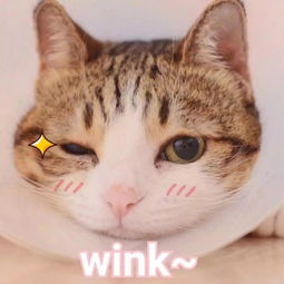  最戳心窝问答一只猫可以无耻到什么地步