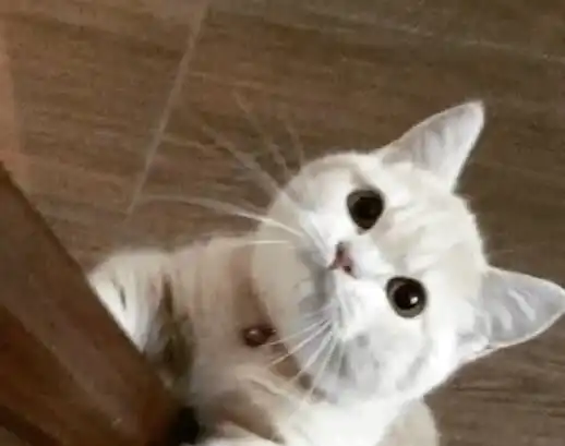  会撒娇的猫和不会撒娇的猫,养着区别真的很大