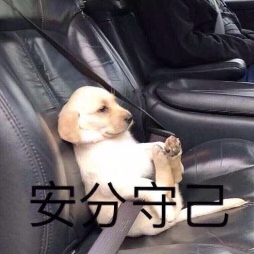  你们微信里都存了什么样的表情包