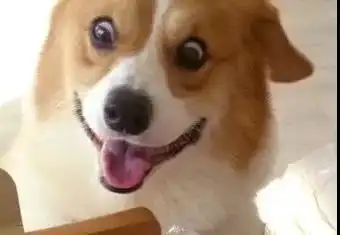 给狗子过两岁生日,可这货的表情