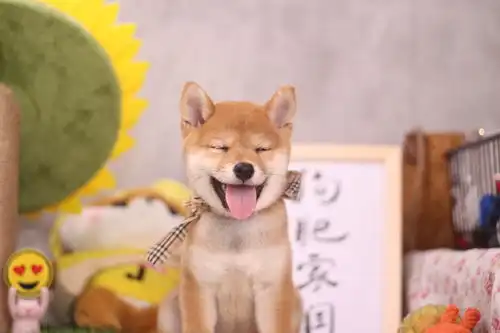  忠犬八公是柴犬吗柴犬和秋田竟然不是同一品种,它们有什么不同
