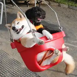  柴犬爱玩荡秋千飞高高一旦停下来秒变流氓脸...