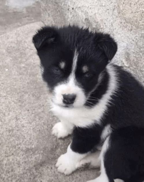  二哈被田园犬祸害后,生下的孩子大变样,满脸嫌弃的表情,讨打哈士奇宠物主人