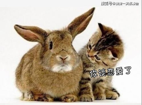  来两个黄梨派加一个蛋塔
