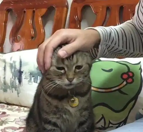  猫咪被主人强行套上纸箱,小表情太可爱,主人再套10分钟
