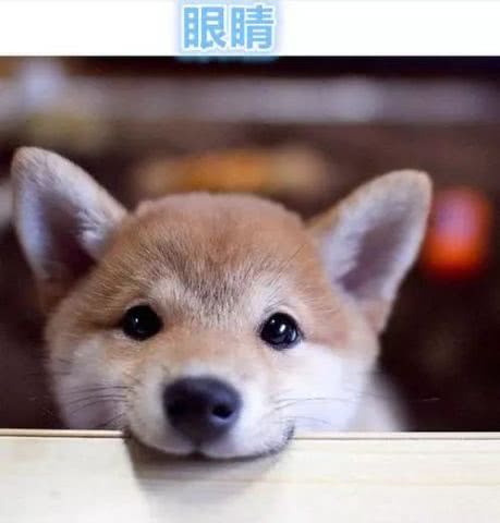  爆笑表情包图片大全第21期