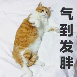 起了歹念猫咪表情包