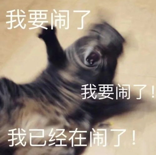  每日表情包更新