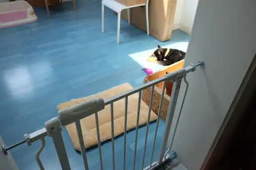  生活向住在阁楼上的狗和我