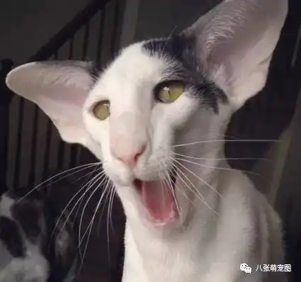  他说他家的猫丑的简直魔性...看到照片的一瞬间...