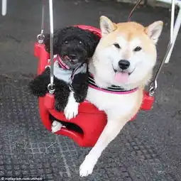  治愈系柴犬荡秋千乐的合不拢嘴