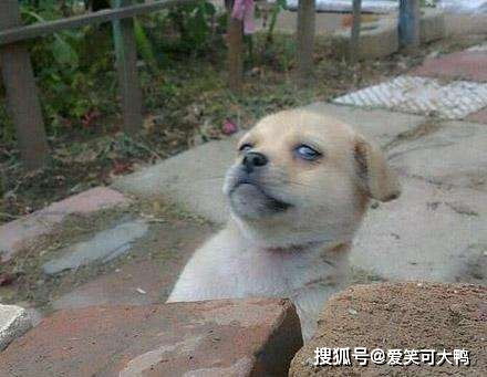  搞笑段子与趣图我20块钱一碗的牛肉面,怎么才一块牛肉