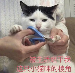猫捏脸表情包手绘3.0