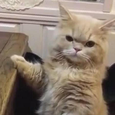  猫怎么还不给朕上猫粮我都饿坏了