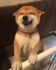  心情不好来看看这只小柴犬可爱到起飞的表情包吧