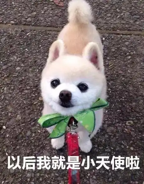  那只红遍大江南北的俊介回汪星了...一路走好...