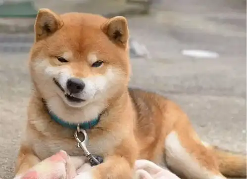  世上表情最丰富的柴犬没有人能抵挡它的可爱