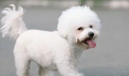  汪界寿命排行最长寿的狗是国内犬种