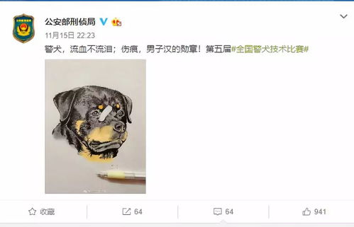  又萌又刚警犬受伤贴创可贴走红...网友这是男子汉的勋章