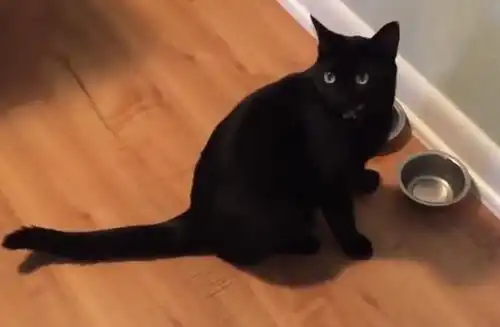  主人把黄瓜放在猫咪身后,猫咪吓得瞬间起跳,惊慌模样笑翻众人