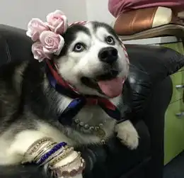  远看地上一个狗头吓一跳,走近才发现又是二哈搞的鬼