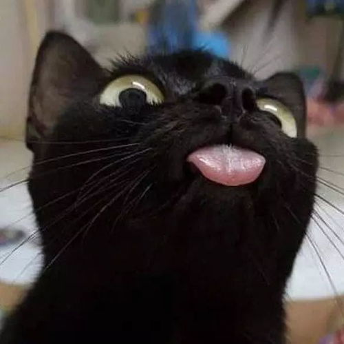  喵猫表情包