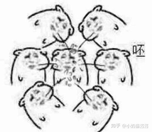  贱兮兮的表情包来分享下