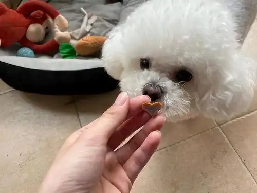  比熊生气有这几个表现,不哄就晚了