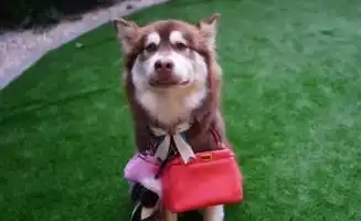 拉莫斯图片表情包爱犬