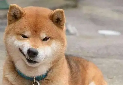 狗头表情包原型黄脸