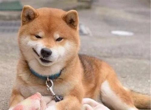  狗狗搞笑表情包来了不打算让自己可爱点吗教你转成微信表情包