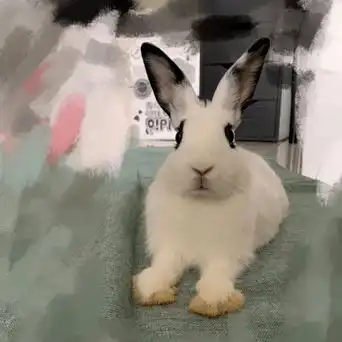 领养兔兔究竟是一种怎样的体验是什么让他们甘心做奶茶店主 领养兔兔究竟是一种怎样的体验是什么让他们甘心做奶茶店主