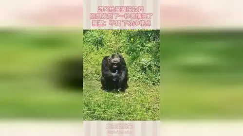  给猩猩投饮料,刚想发怒下一秒表情亮了,猩猩不错下次多带点