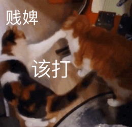  发表情表情包大全微信表情包qq表情包fabiaoqing.com