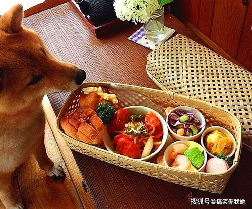 呆萌柴犬陪主人吃饭,表情可爱火爆ins,网友真让人羡慕 呆萌柴犬陪主人吃饭,表情可爱火爆ins,网友真让人羡慕