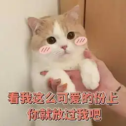  猫咪卖萌表情包看我这么可爱的份上,你就放过我吧