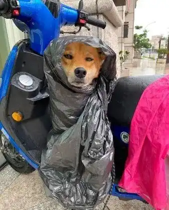  刚洗好澡就下雨,铲屎官灵机一动哈哈哈哈哈