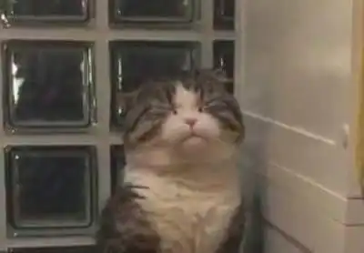  主人偷偷观察小萌猫拉粑粑,看到猫咪的表情主人笑喷是便秘了吗