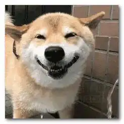 柴犬迷之微笑表情图片下载柴犬迷之微笑gif表情图片高清版jz5u绿色下载站
