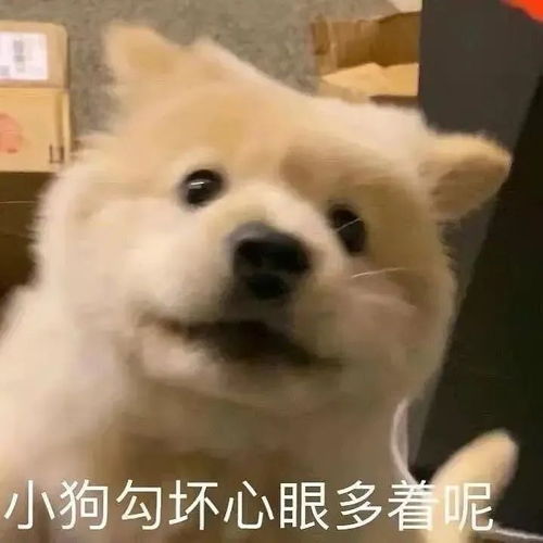  和你家臭宝聊天时可以发的表情包